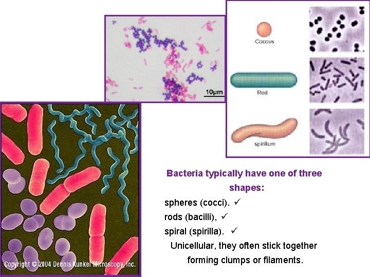 Bacteria typically have one of three shapes: spheres (cocci). ü rods (bacilli), ü spiral