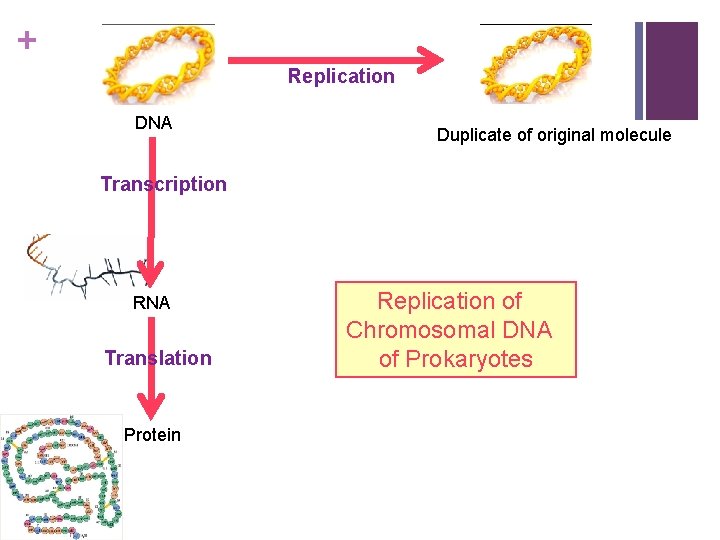 + Replication DNA Duplicate of original molecule Transcription RNA Translation Protein Replication of Chromosomal