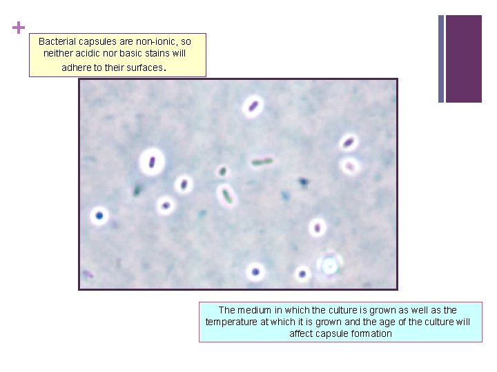 + Bacterial capsules are non-ionic, so neither acidic nor basic stains will adhere to