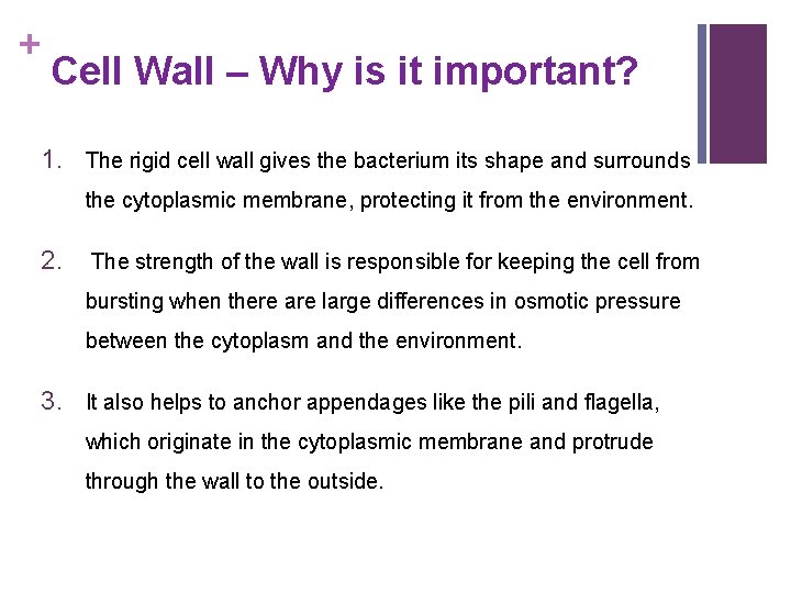 + Cell Wall – Why is it important? 1. The rigid cell wall gives