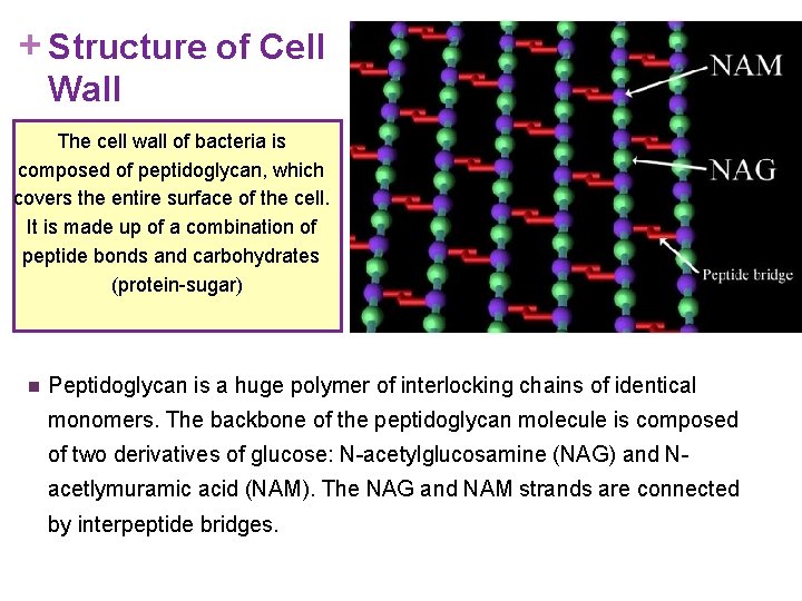 + Structure of Cell Wall The cell wall of bacteria is composed of peptidoglycan,