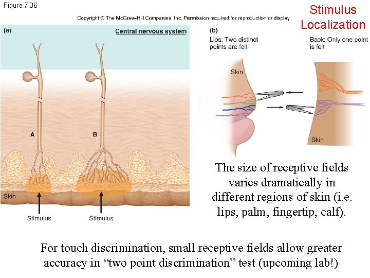 Figure 7. 06 Stimulus Localization The size of receptive fields varies dramatically in different