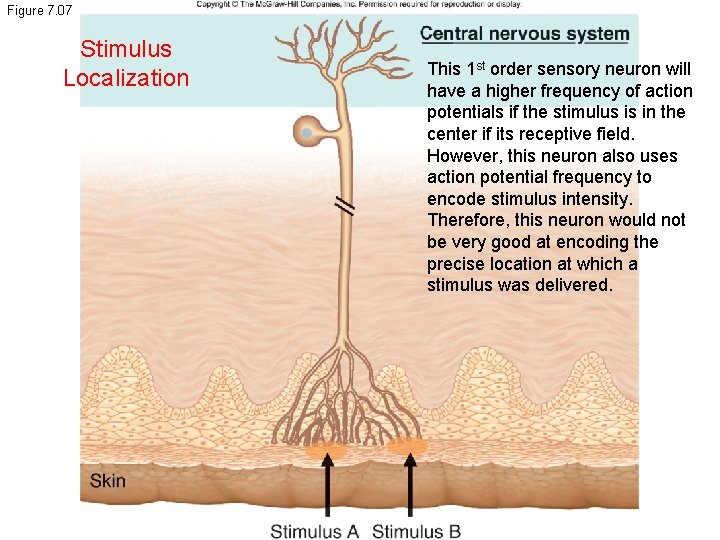Figure 7. 07 Stimulus Localization This 1 st order sensory neuron will have a