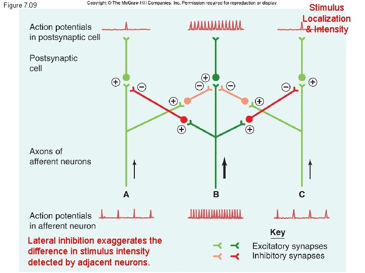 Figure 7. 09 Lateral inhibition exaggerates the difference in stimulus intensity detected by adjacent