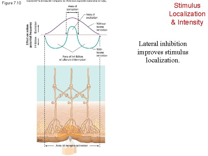 Figure 7. 10 Stimulus Localization & Intensity Lateral inhibition improves stimulus localization. 