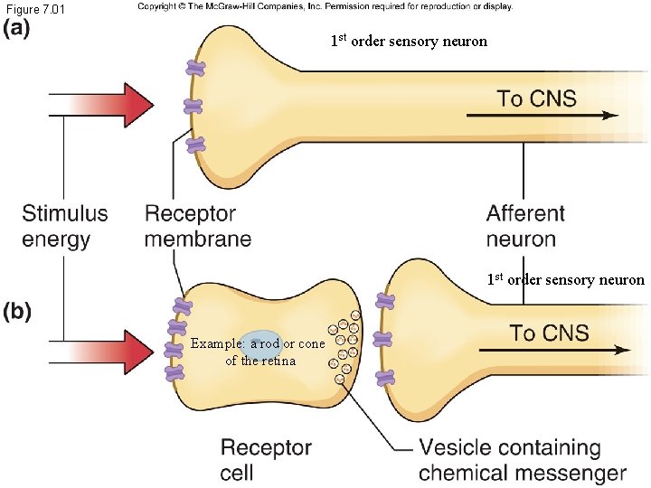 Figure 7. 01 1 st order sensory neuron Example: a rod or cone of