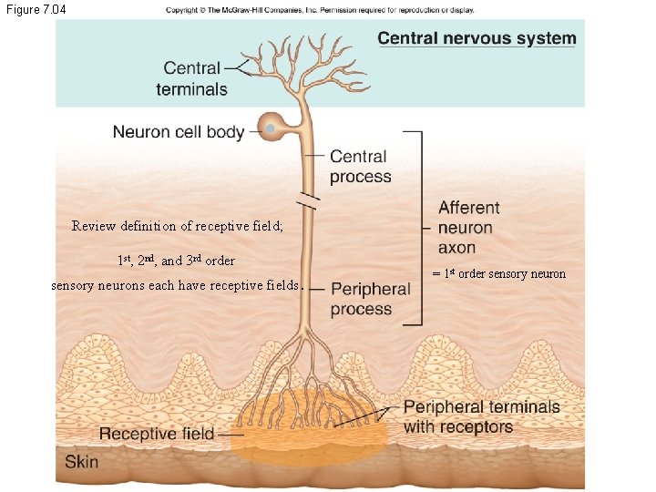 Figure 7. 04 Review definition of receptive field; 1 st, 2 nd, and 3