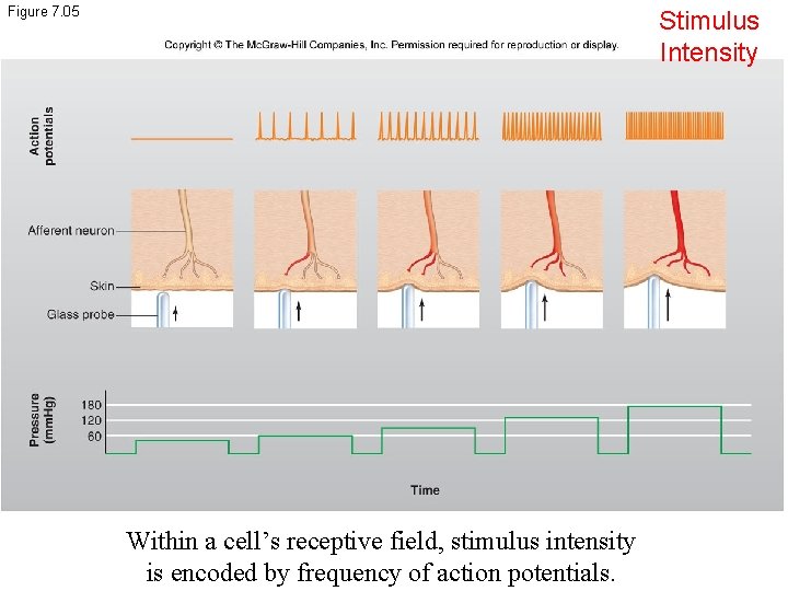 Figure 7. 05 Stimulus Intensity Within a cell’s receptive field, stimulus intensity is encoded