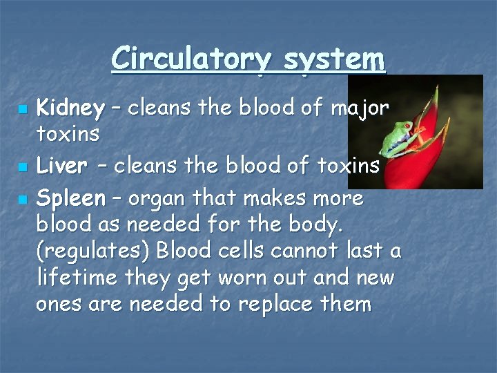Circulatory system n n n Kidney – cleans the blood of major toxins Liver