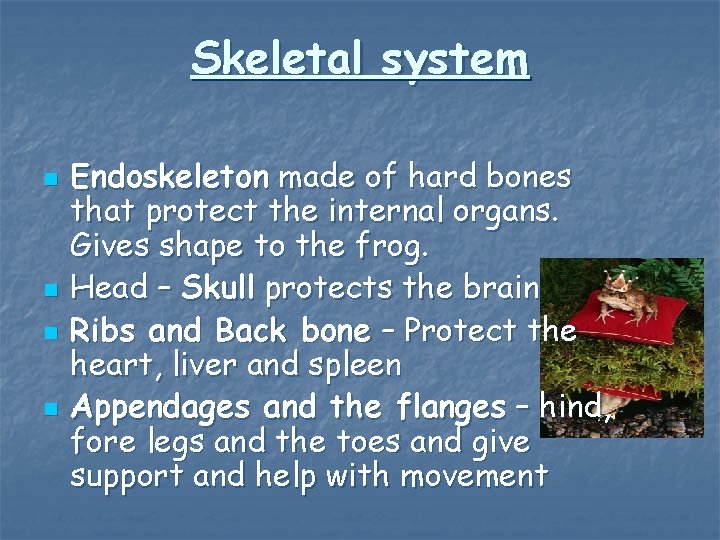 Skeletal system n n Endoskeleton made of hard bones that protect the internal organs.