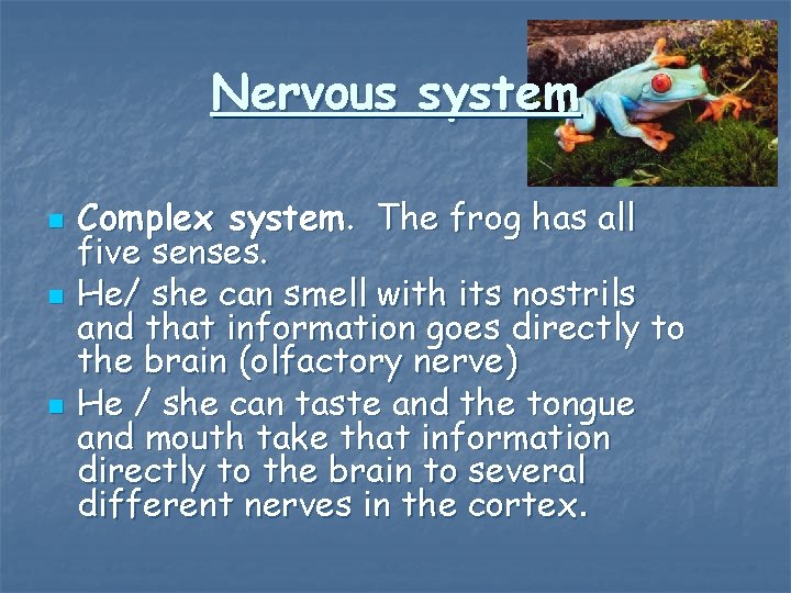 Nervous system n n n Complex system. The frog has all five senses. He/