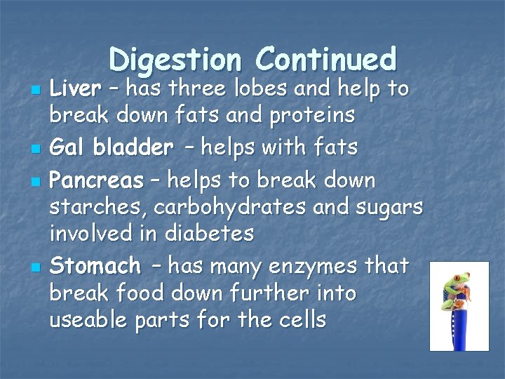 Digestion Continued n n Liver – has three lobes and help to break down