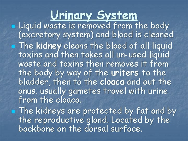 Urinary System n n n Liquid waste is removed from the body (excretory system)