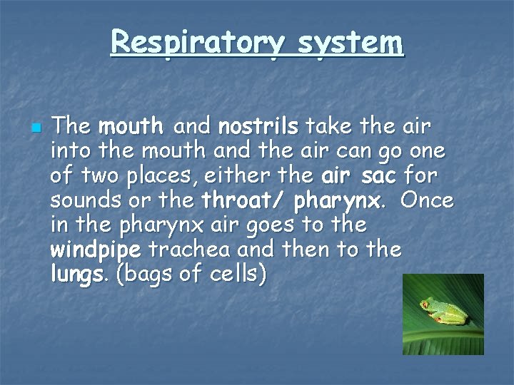 Respiratory system n The mouth and nostrils take the air into the mouth and