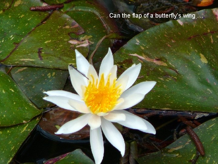 Can the flap of a butterfly’s wing … 