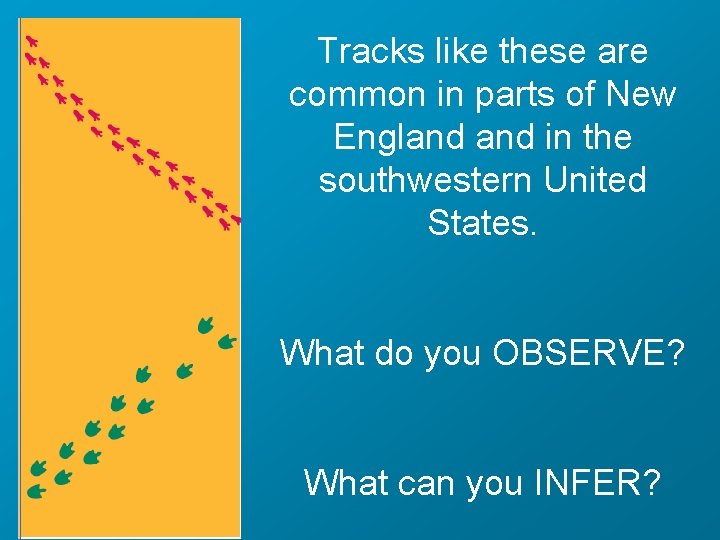Tracks like these are common in parts of New England in the southwestern United