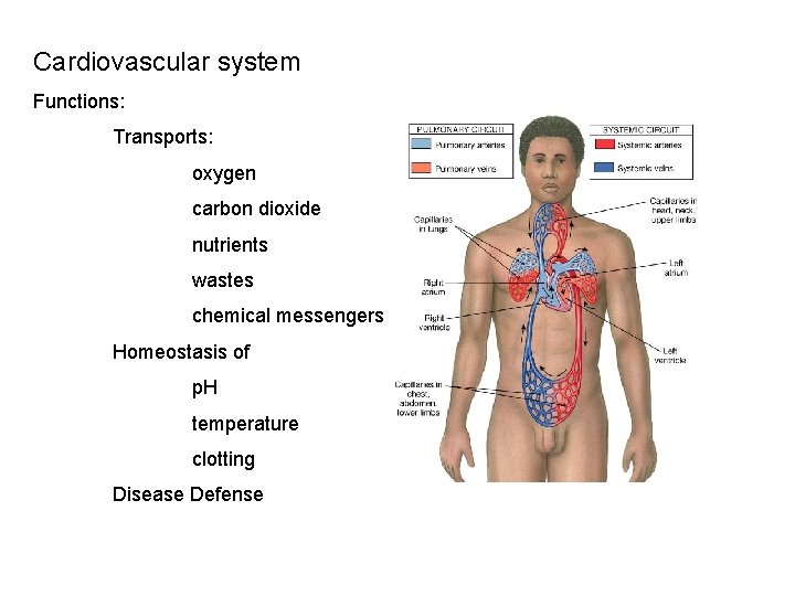 Cardiovascular system Functions: Transports: oxygen carbon dioxide nutrients wastes chemical messengers Homeostasis of p.