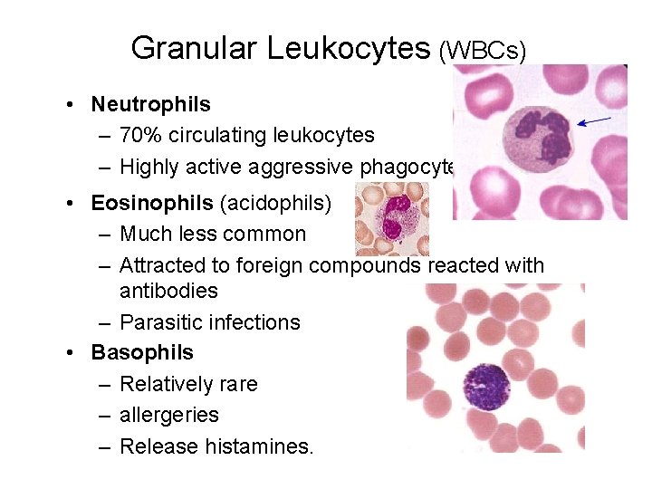 Granular Leukocytes (WBCs) • Neutrophils – 70% circulating leukocytes – Highly active aggressive phagocytes