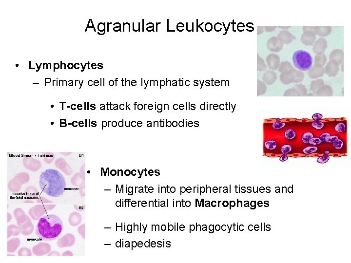 Agranular Leukocytes • Lymphocytes – Primary cell of the lymphatic system • T-cells attack