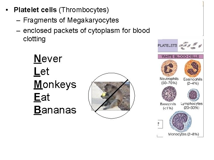  • Platelet cells (Thrombocytes) – Fragments of Megakaryocytes – enclosed packets of cytoplasm
