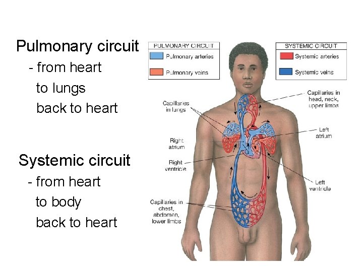 Pulmonary circuit - from heart to lungs back to heart Systemic circuit - from