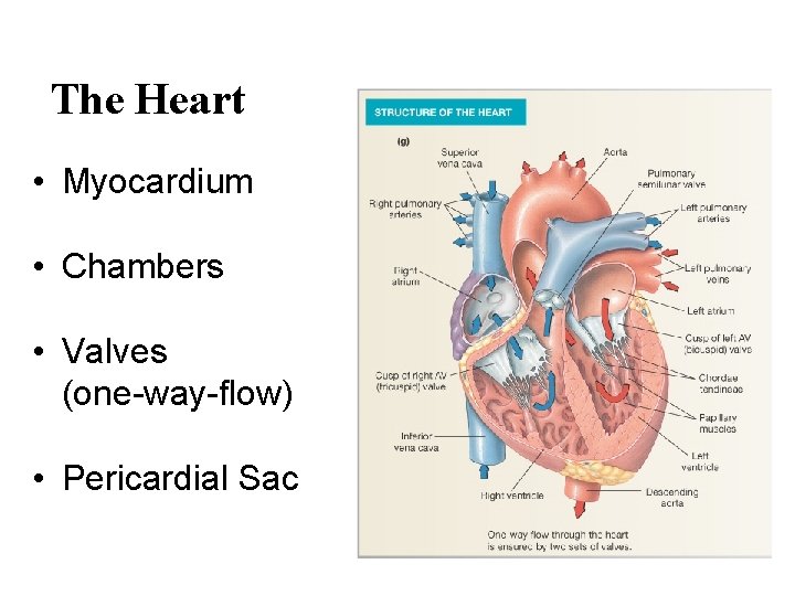 The Heart • Myocardium • Chambers • Valves (one-way-flow) • Pericardial Sac 