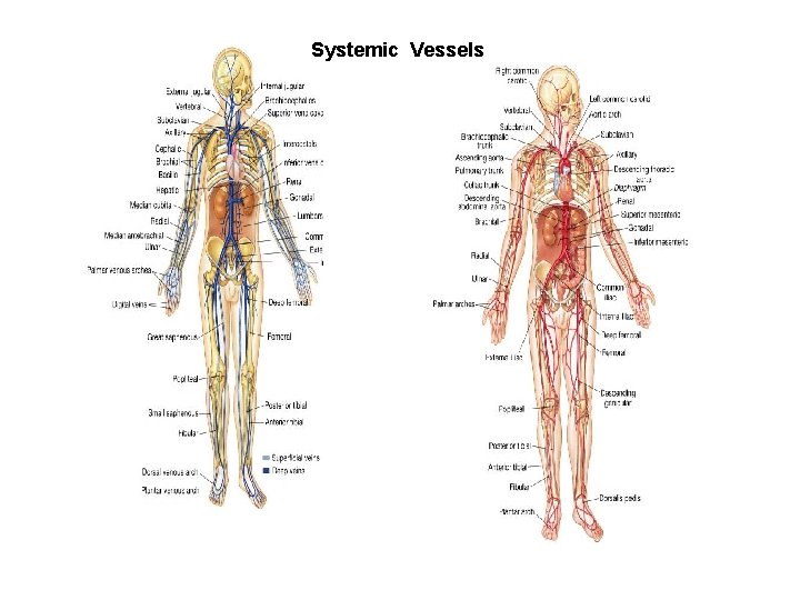 Systemic Vessels 