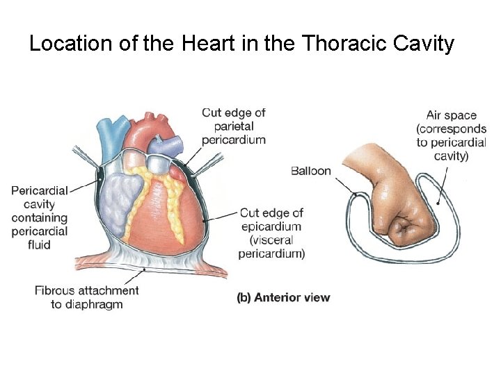 Location of the Heart in the Thoracic Cavity 