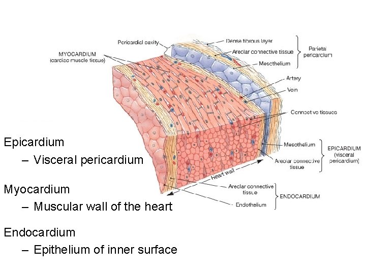 Epicardium – Visceral pericardium Myocardium – Muscular wall of the heart Endocardium – Epithelium