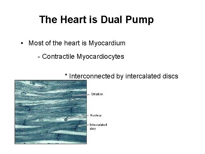 The Heart is Dual Pump • Most of the heart is Myocardium - Contractile
