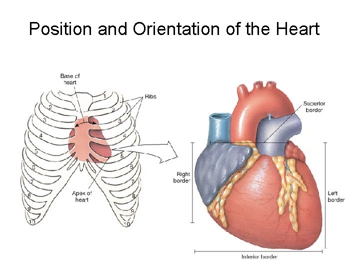 Position and Orientation of the Heart 