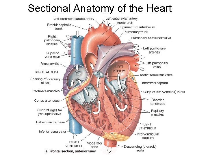 Sectional Anatomy of the Heart 