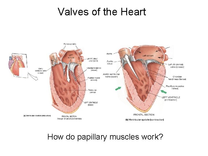 Valves of the Heart How do papillary muscles work? 