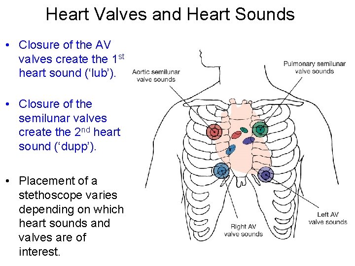 Heart Valves and Heart Sounds • Closure of the AV valves create the 1