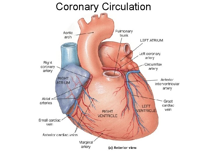 Coronary Circulation 