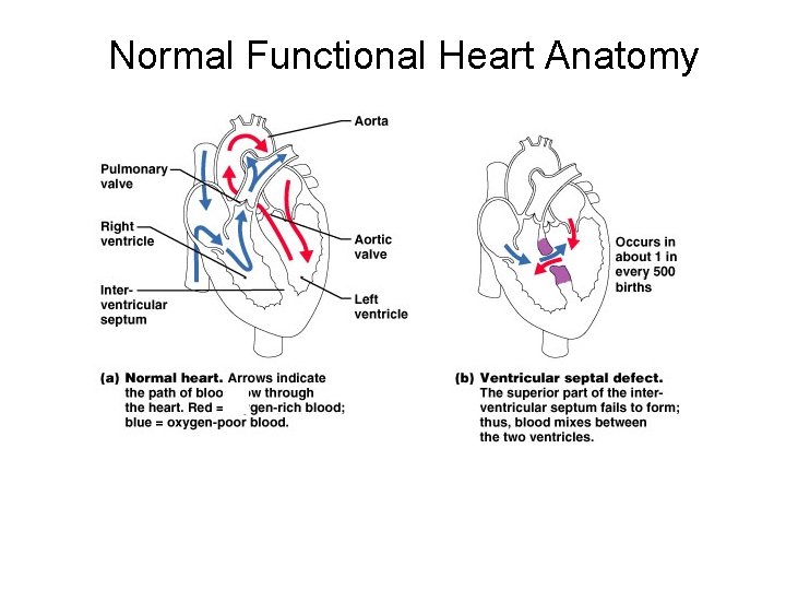 Normal Functional Heart Anatomy 