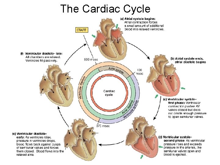The Cardiac Cycle 