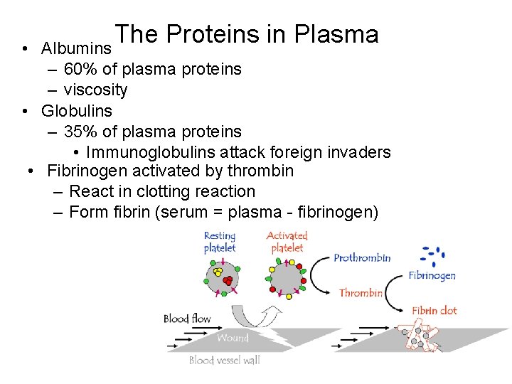  • The Proteins in Plasma Albumins – 60% of plasma proteins – viscosity