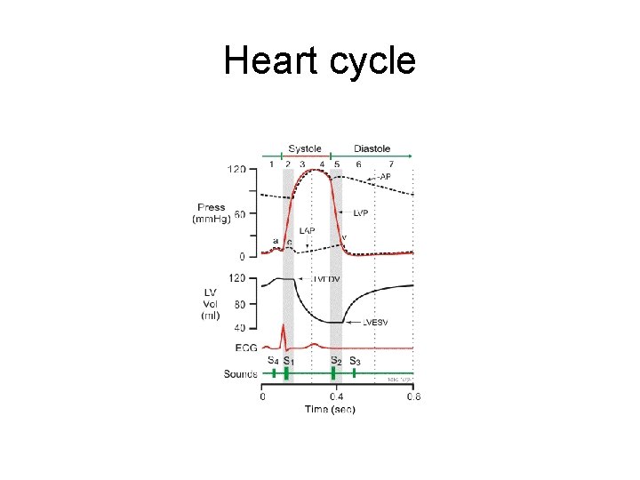 Heart cycle 