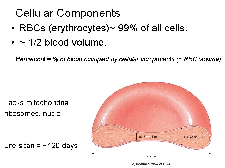 Cellular Components • RBCs (erythrocytes)~ 99% of all cells. • ~ 1/2 blood volume.