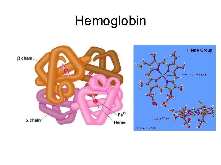 Hemoglobin 