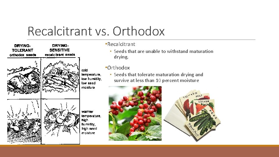 Recalcitrant vs. Orthodox • Recalcitrant • Seeds that are unable to withstand maturation drying.