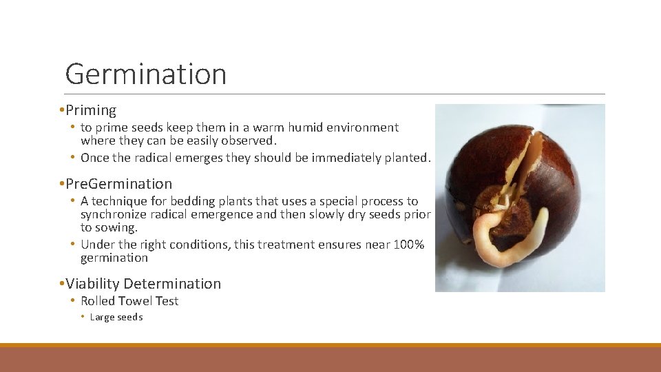Germination • Priming • to prime seeds keep them in a warm humid environment
