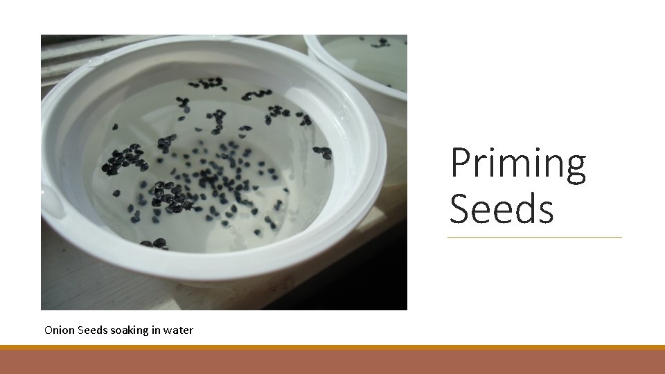 Priming Seeds Onion Seeds soaking in water 