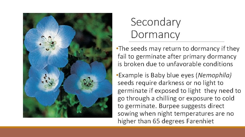 Secondary Dormancy • The seeds may return to dormancy if they fail to germinate