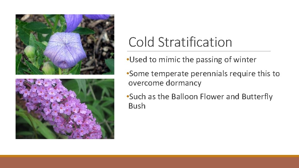 Cold Stratification • Used to mimic the passing of winter • Some temperate perennials