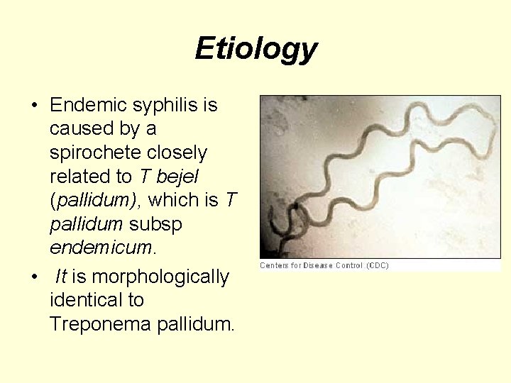 Etiology • Endemic syphilis is caused by a spirochete closely related to T bejel