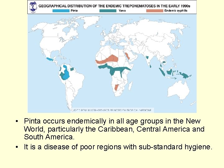 • Pinta occurs endemically in all age groups in the New World, particularly