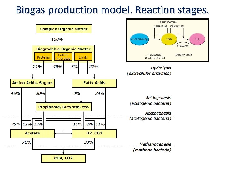 Biogas production model. Reaction stages. 