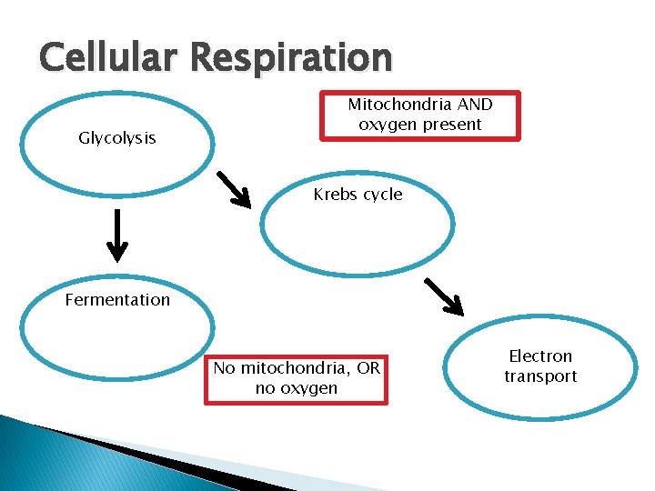 Cellular Respiration Glycolysis Mitochondria AND oxygen present Krebs cycle Fermentation No mitochondria, OR no